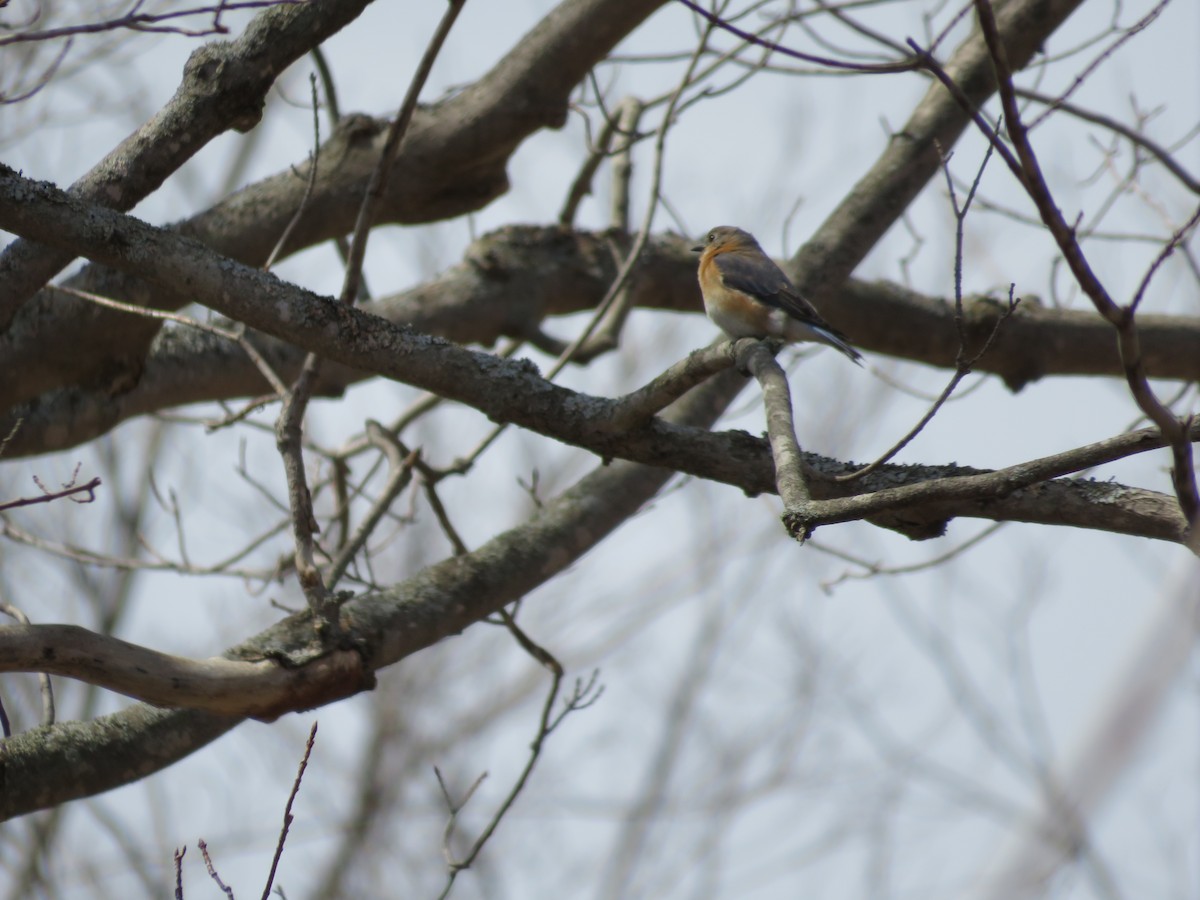 Eastern Bluebird - ML439571941
