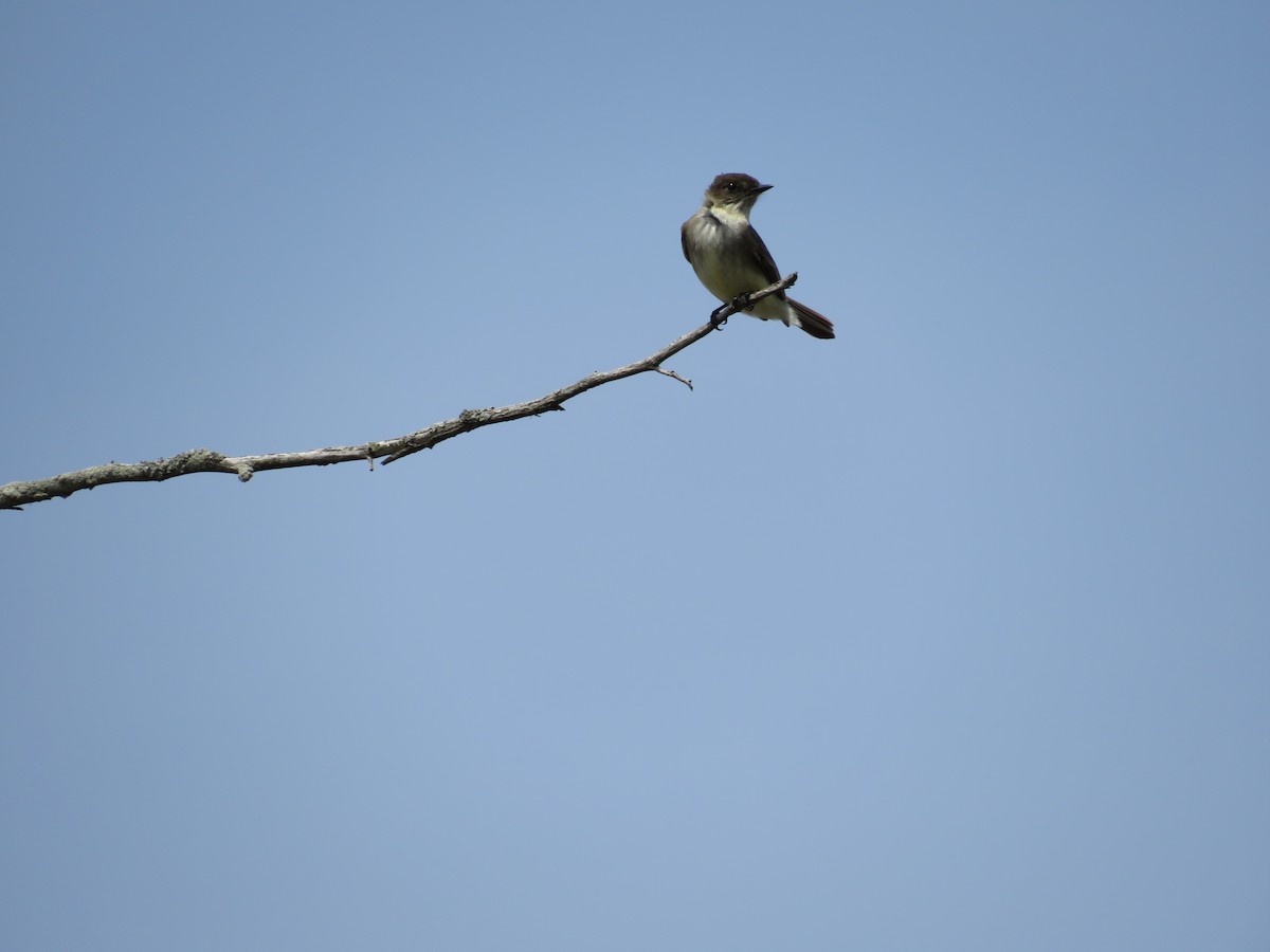 Eastern Phoebe - ML439572581