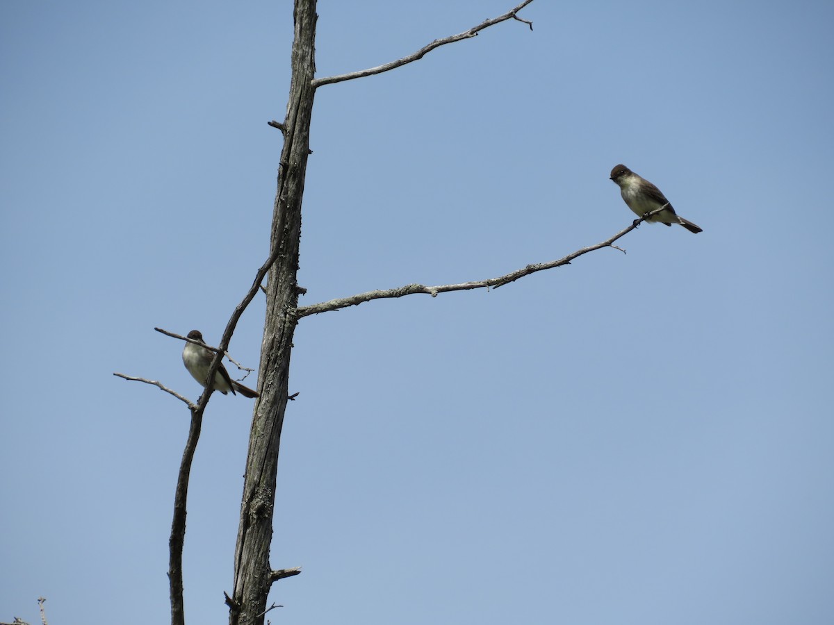 Eastern Phoebe - ML439572641
