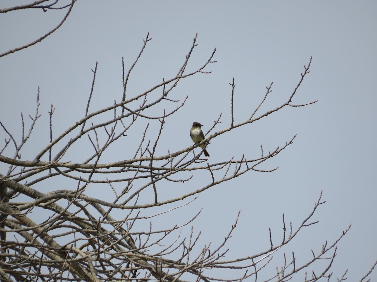 Eastern Phoebe - ML439572851