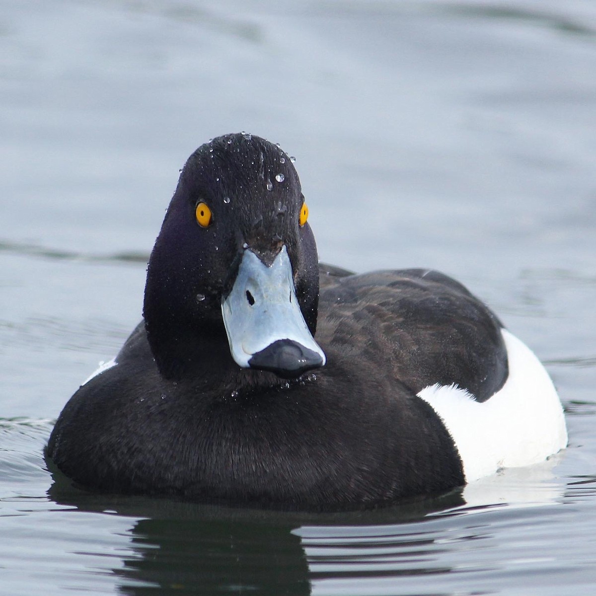 Tufted Duck - ML439573311