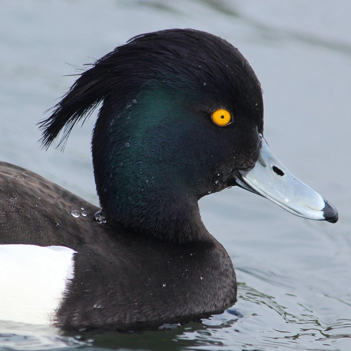 Tufted Duck - ML439573341