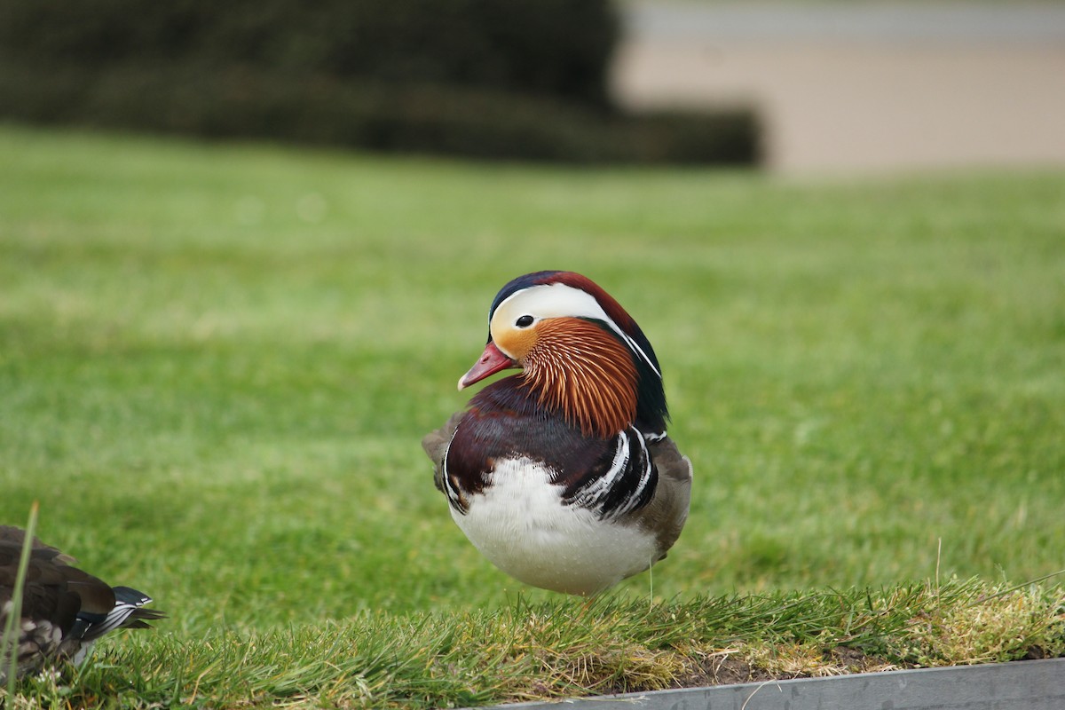 Mandarin Duck - ML439573561