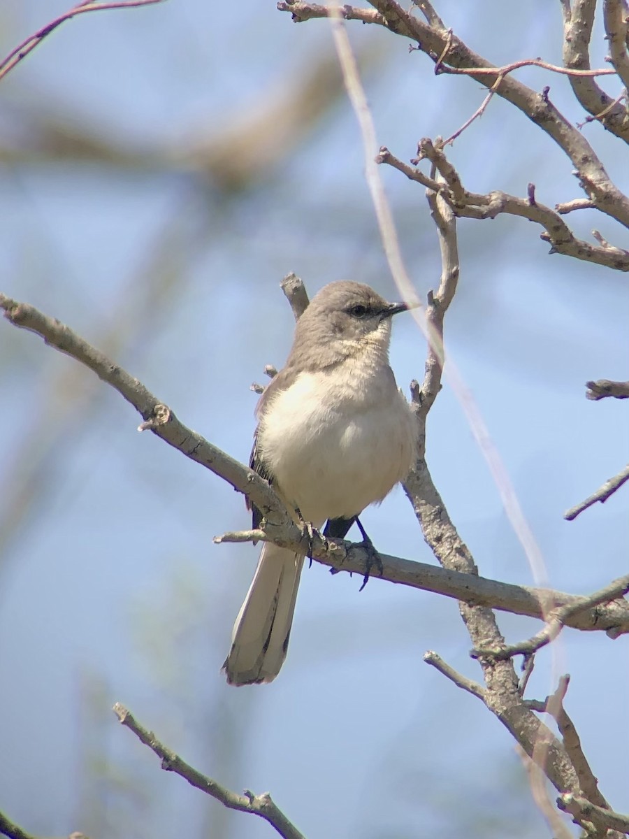 Northern Mockingbird - ML439573801