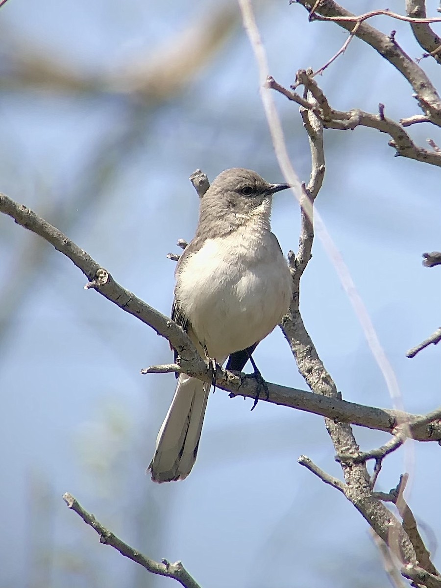 Northern Mockingbird - ML439573811