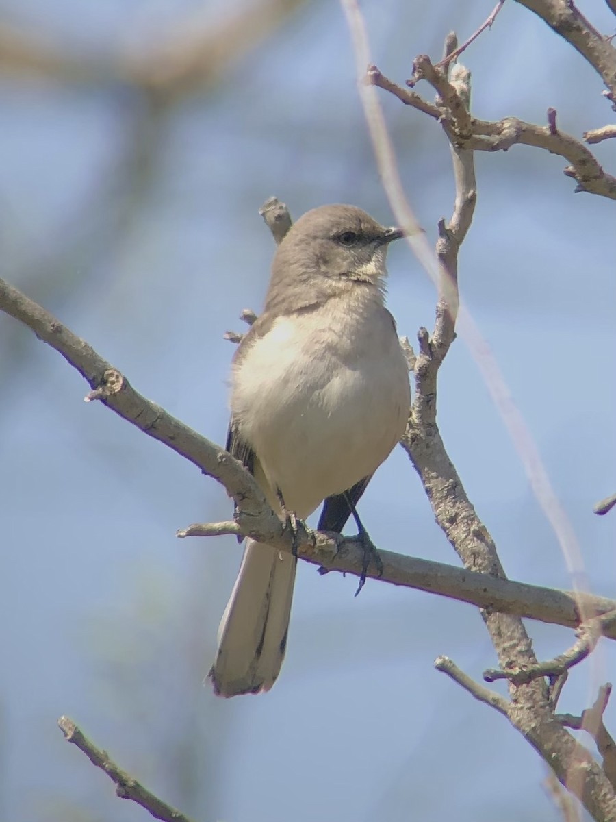 Northern Mockingbird - ML439573831