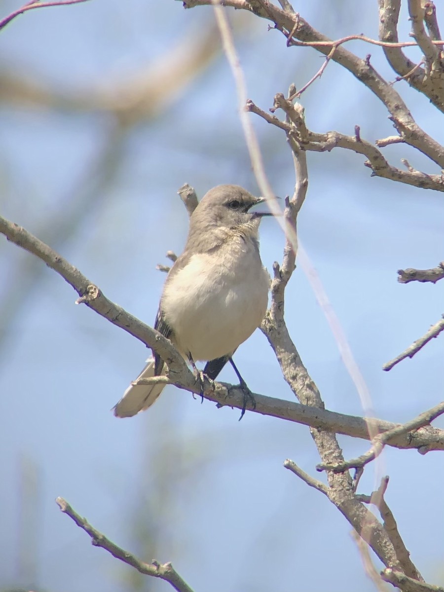 Northern Mockingbird - ML439573861