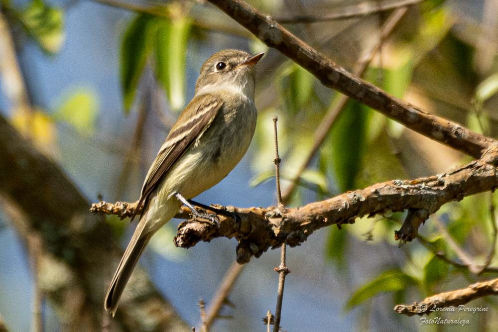 Least Flycatcher - ML439573891