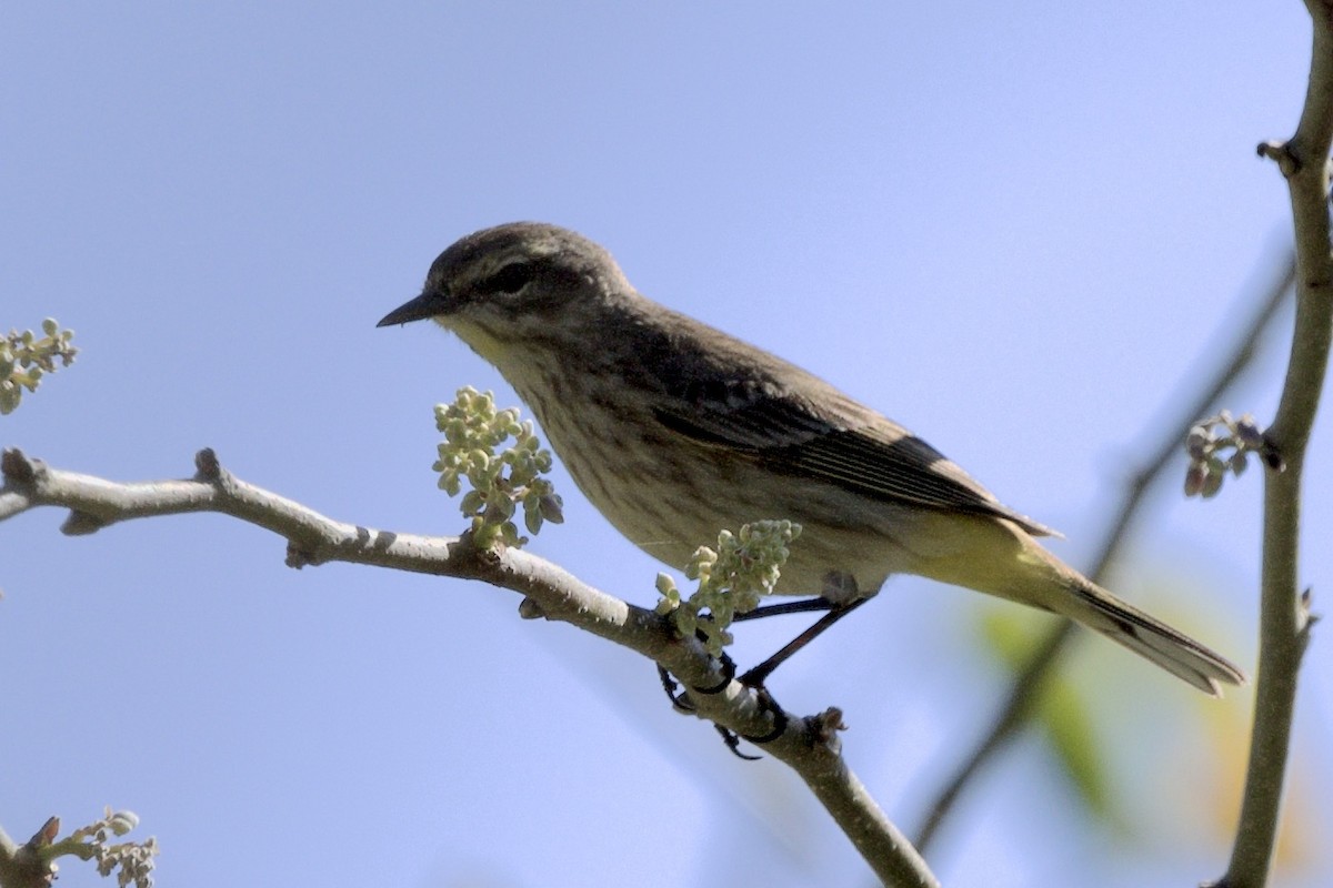 Palm Warbler - ML439574141