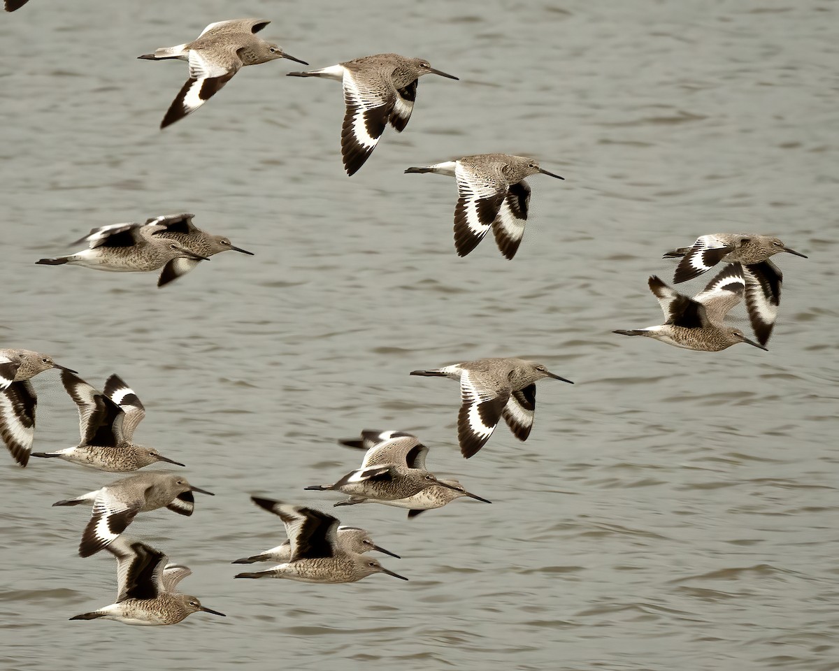 Willet - ML439574291