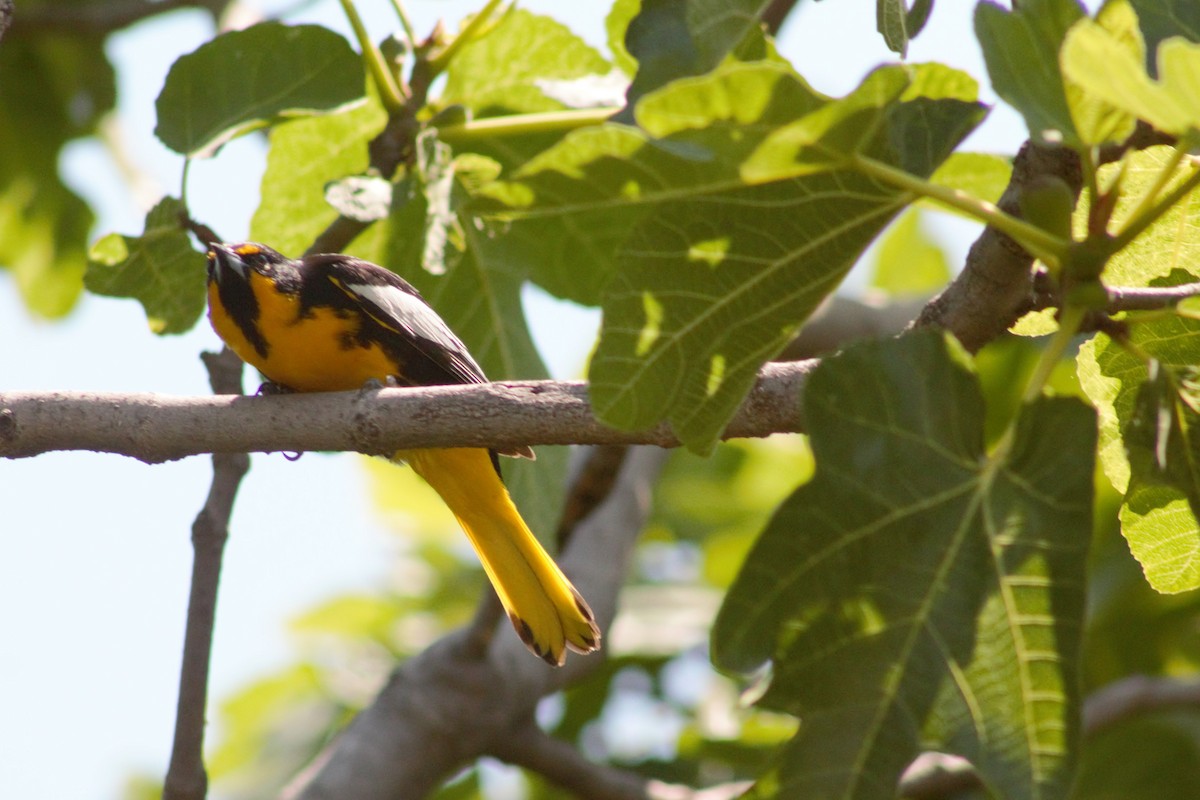 Black-backed Oriole - Juan Arrieta