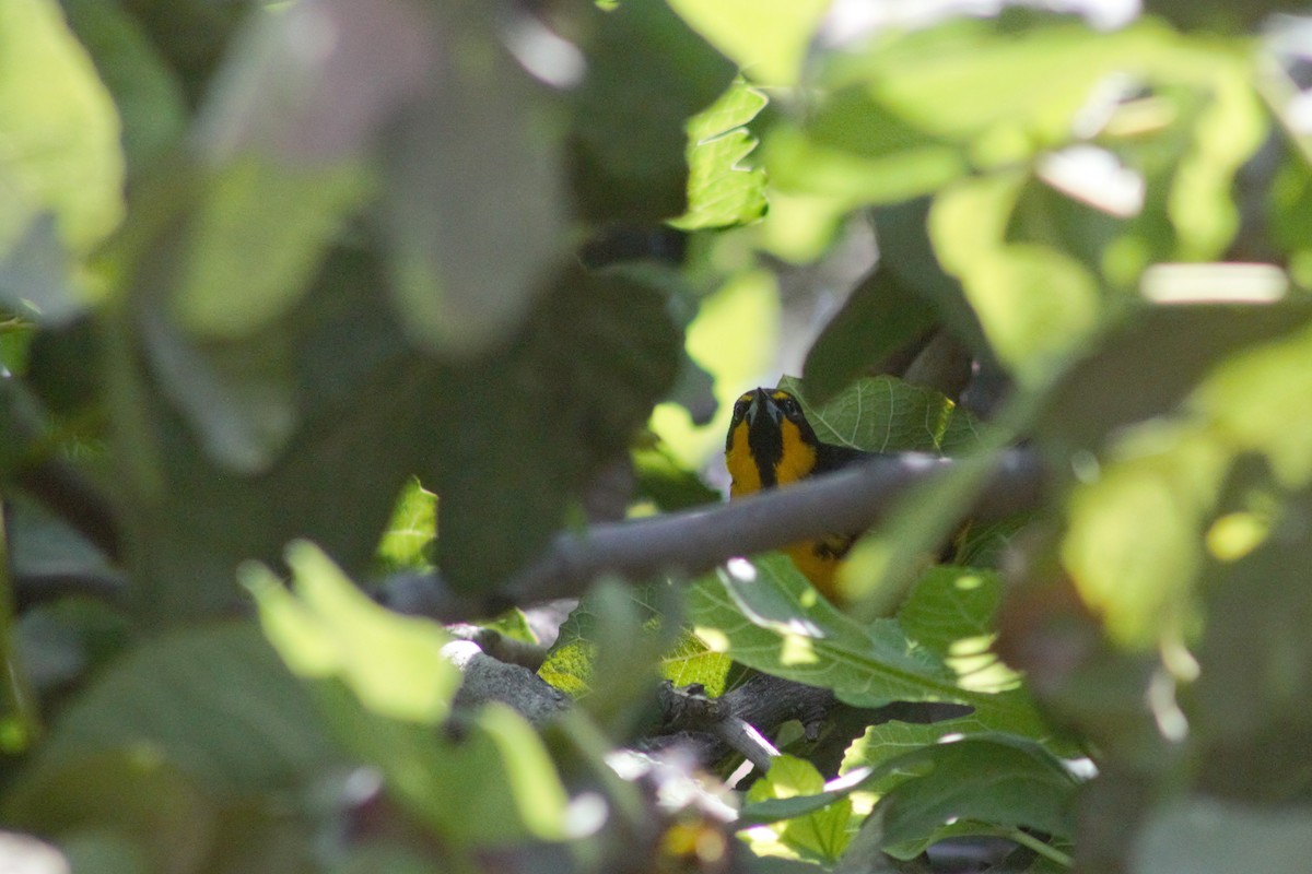 Black-backed Oriole - ML439574591