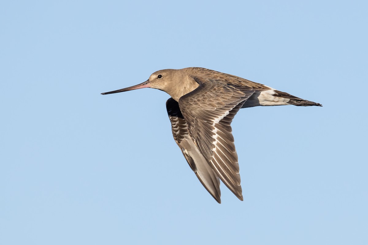 Hudsonian Godwit - ML439575581