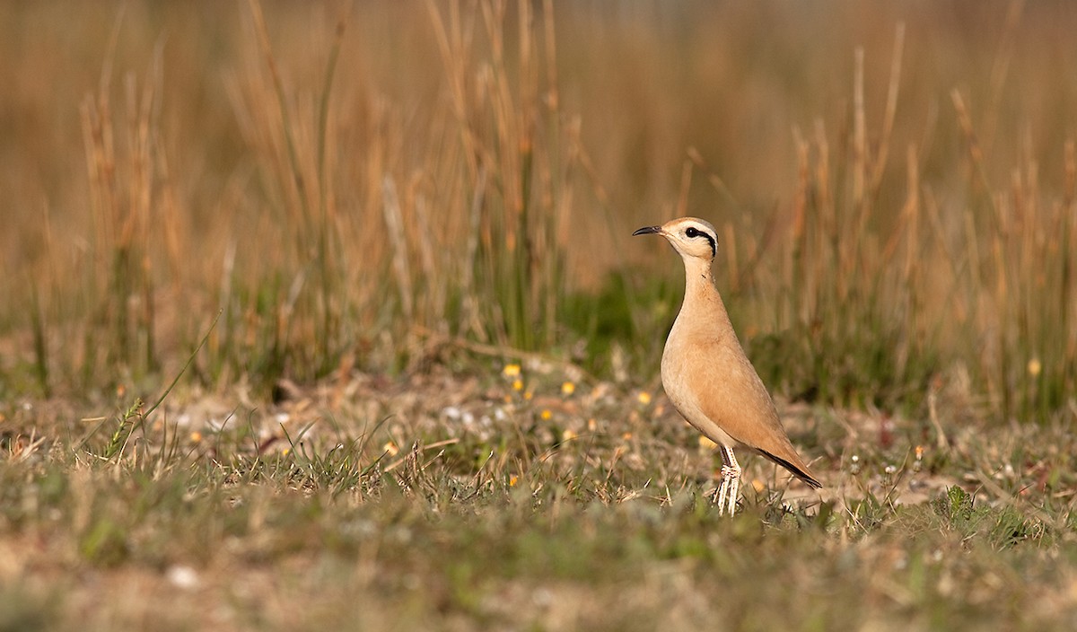 Cream-colored Courser - ML43957651