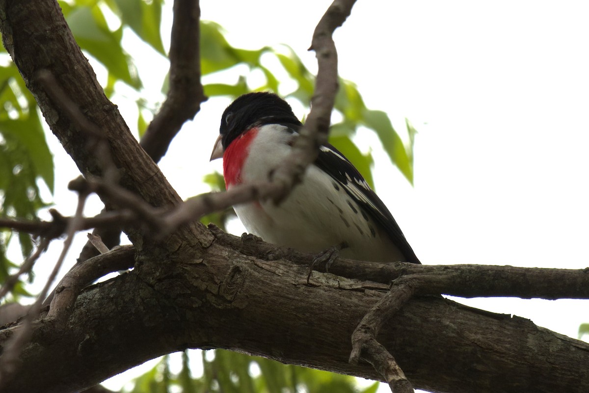 Rose-breasted Grosbeak - George Pawlowski