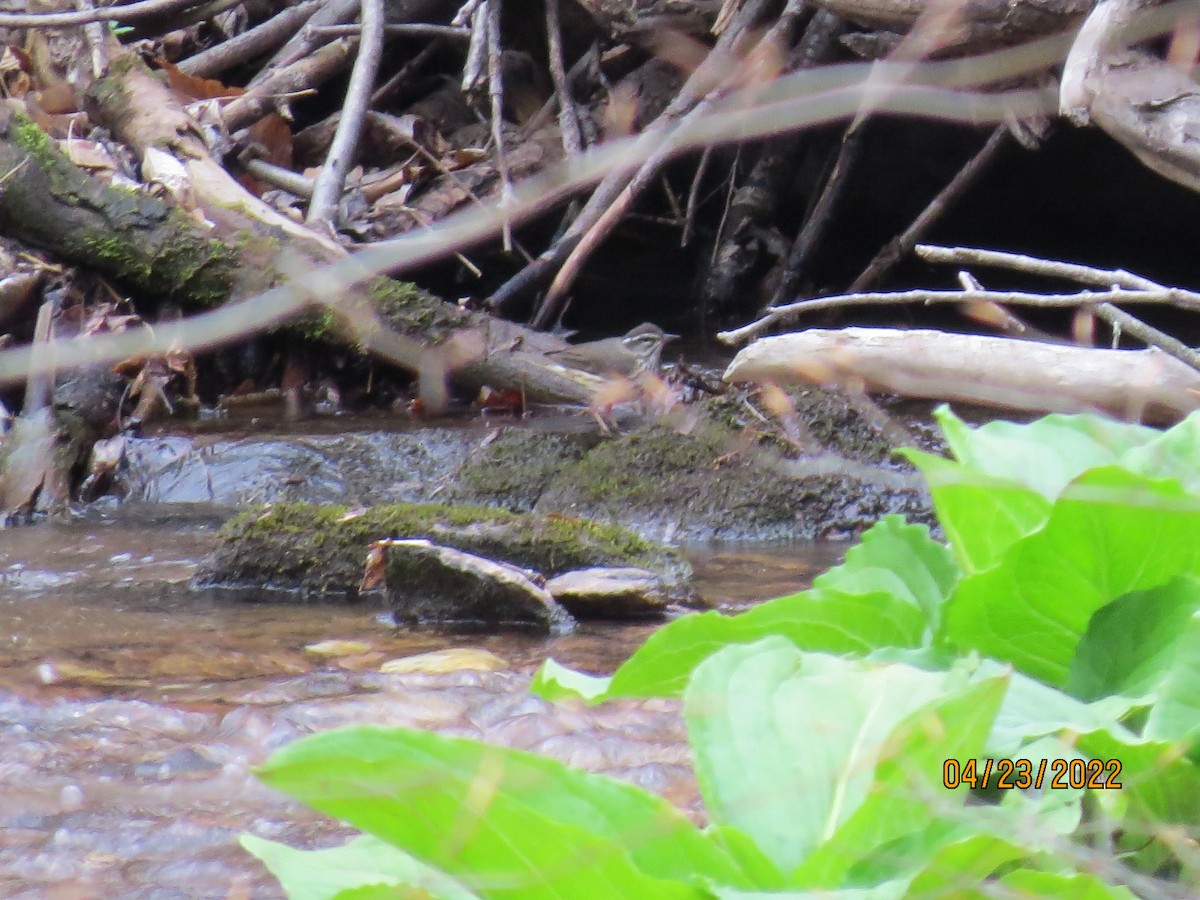 Louisiana Waterthrush - ML439579081