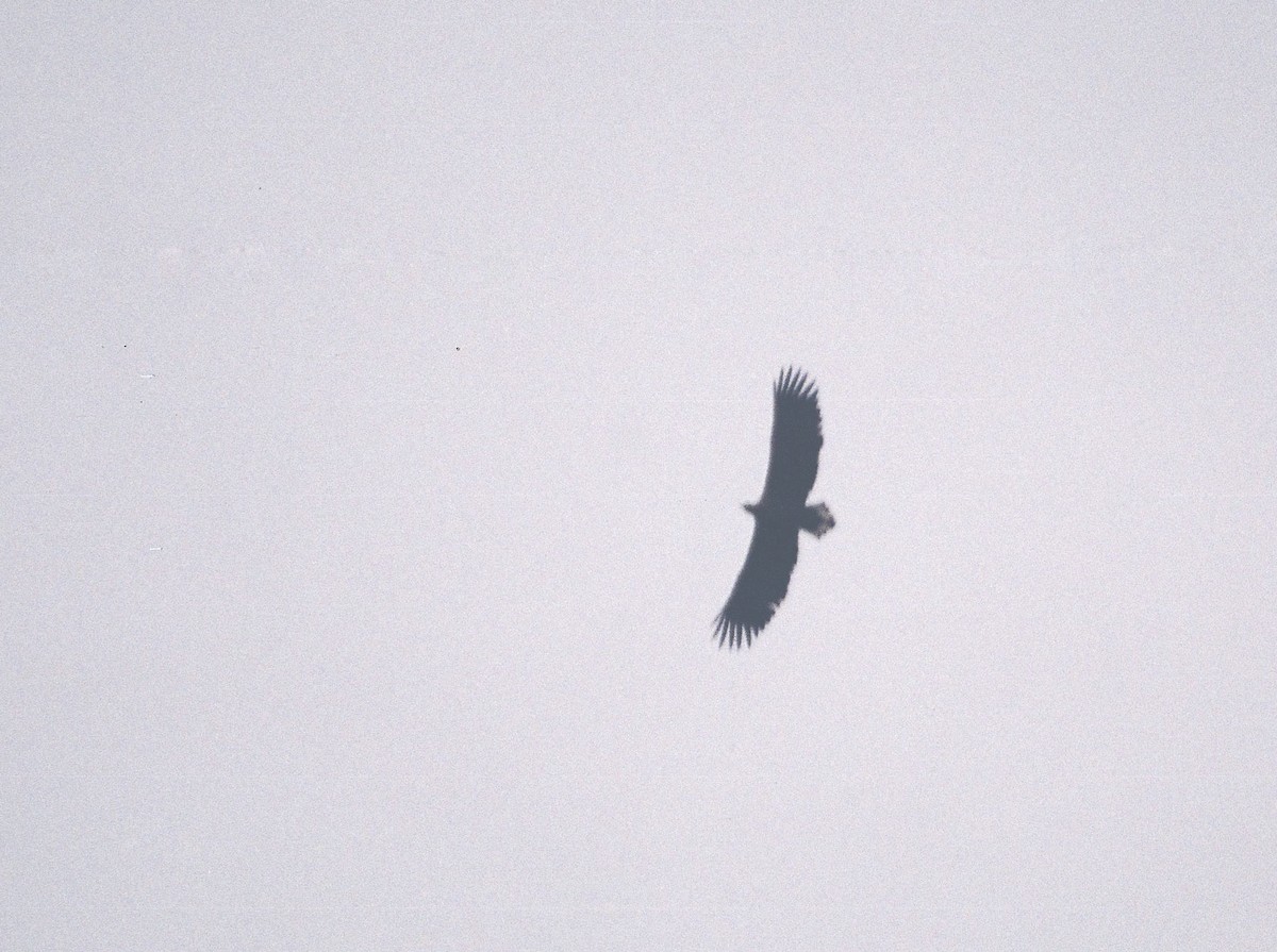 White-tailed Eagle - Tamas Zeke