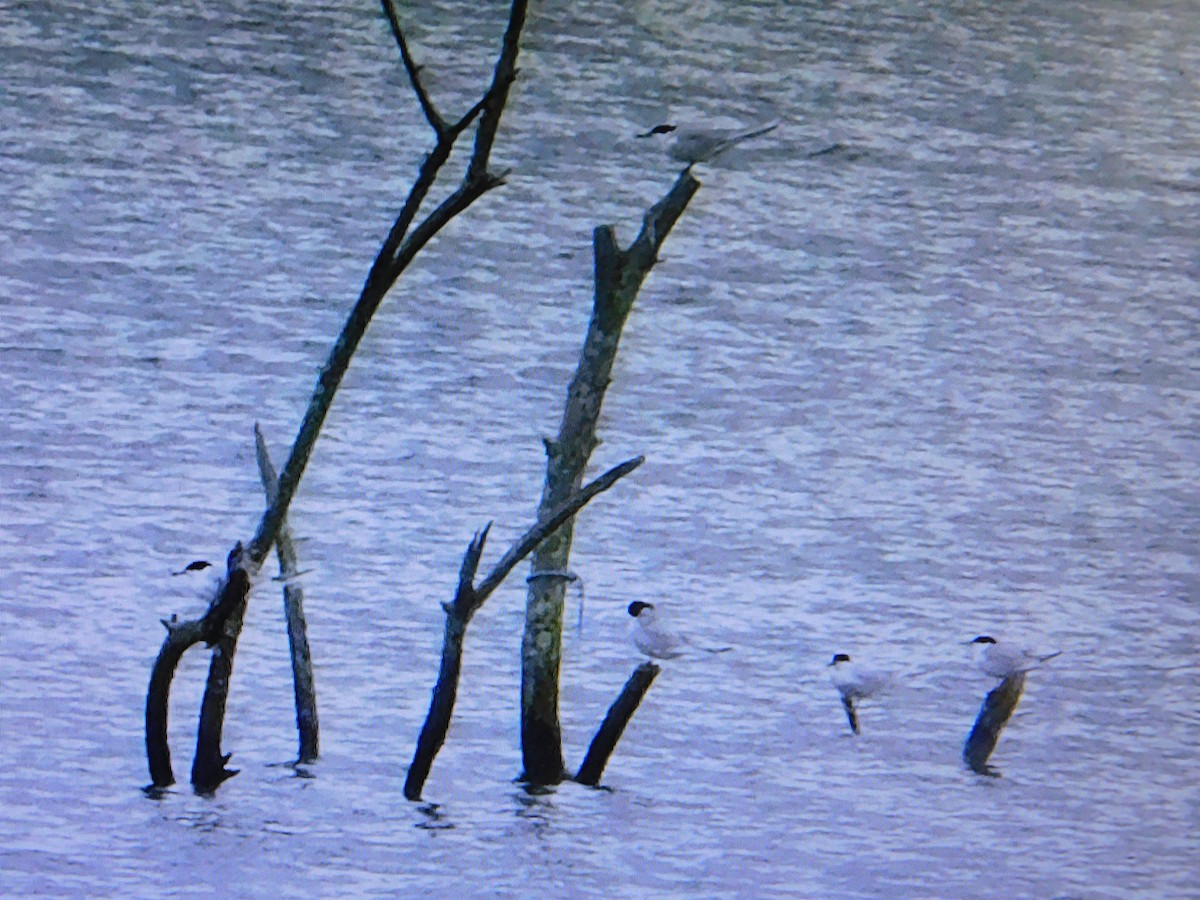 Forster's Tern - ML439580011