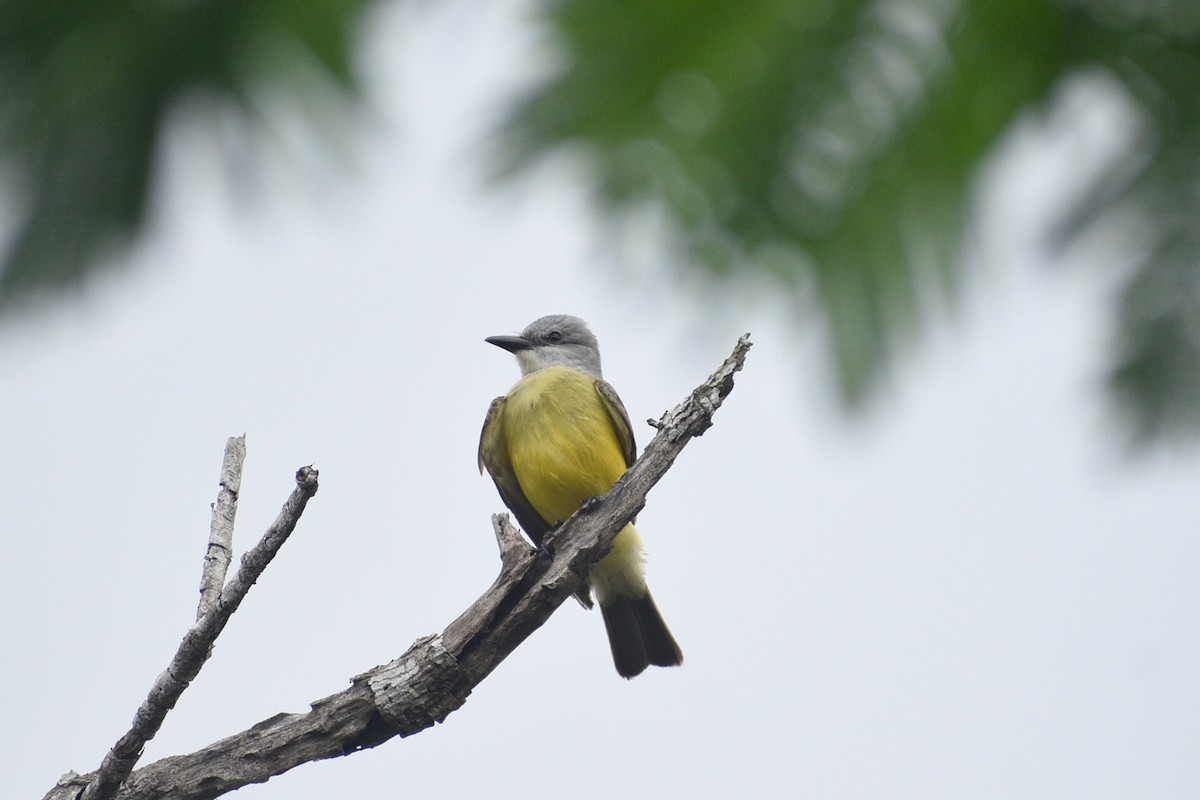 Tropical Kingbird - Eli Anderson