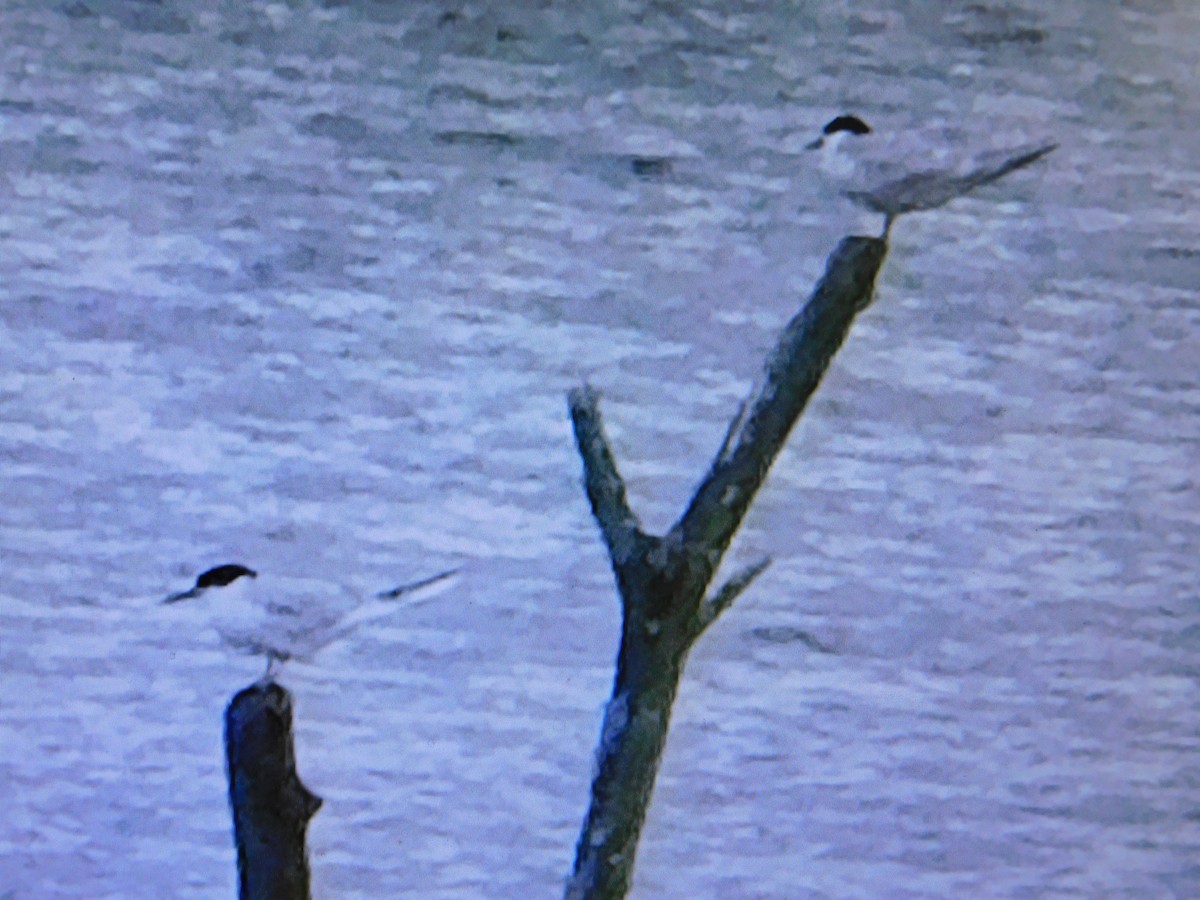 Forster's Tern - ML439580911