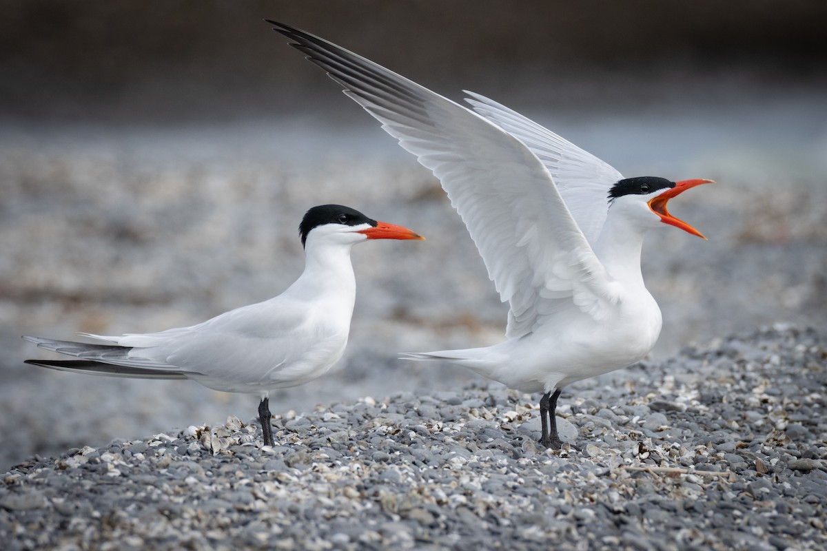 Caspian Tern - Paul Jones