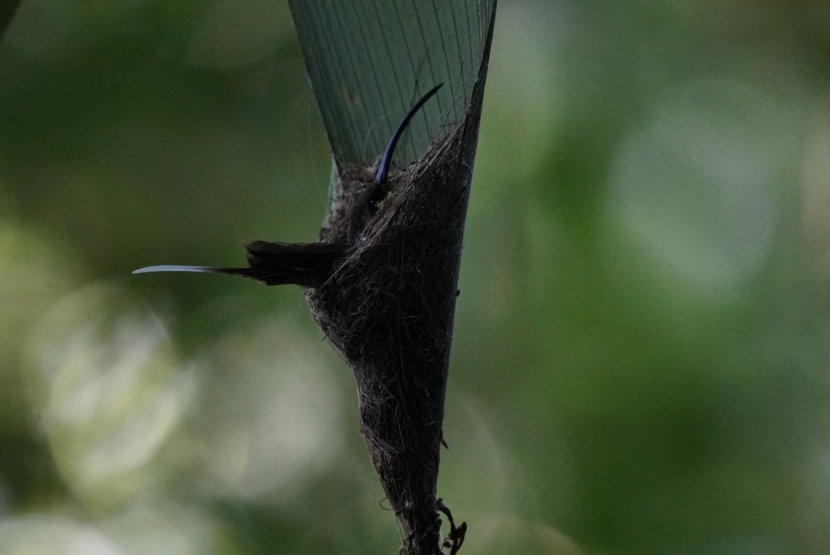 Длинноклювый колибри-отшельник - ML439582201