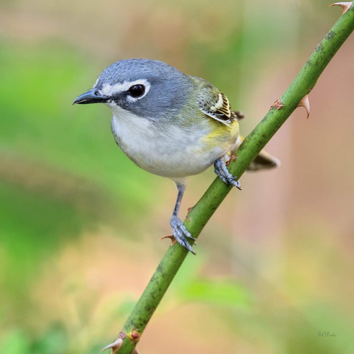 フタスジモズモドキ - ML439582941