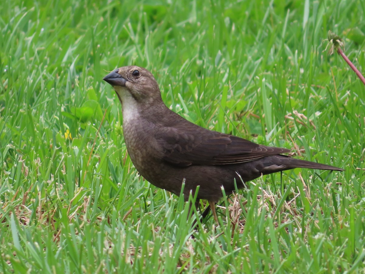 Brown-headed Cowbird - Ken Clark