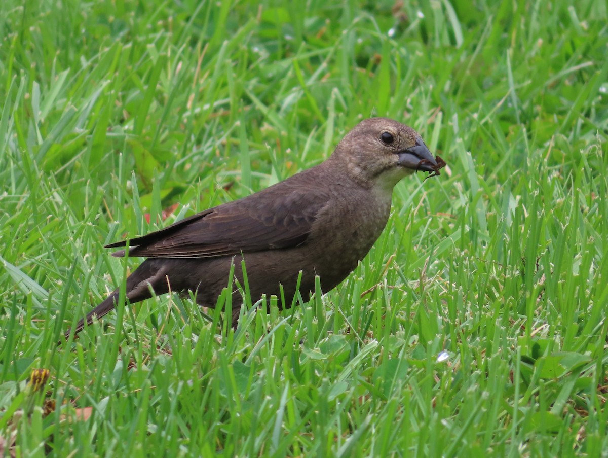 Brown-headed Cowbird - ML439583811