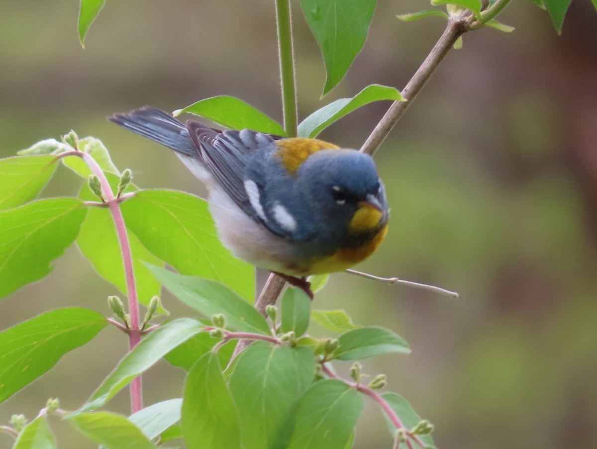 Northern Parula - ML439584001