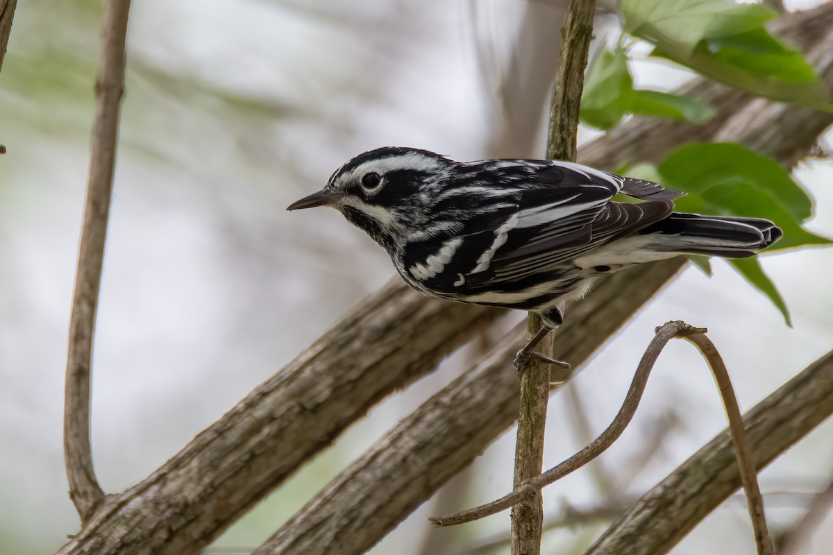 Black-and-white Warbler - ML439584791