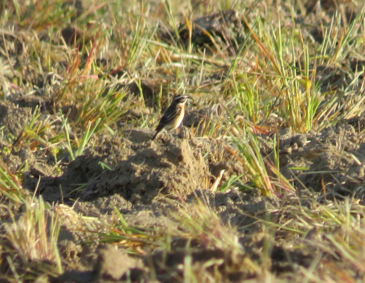 Whinchat - ML439584881