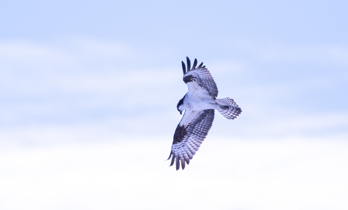 Águila Pescadora - ML439585061