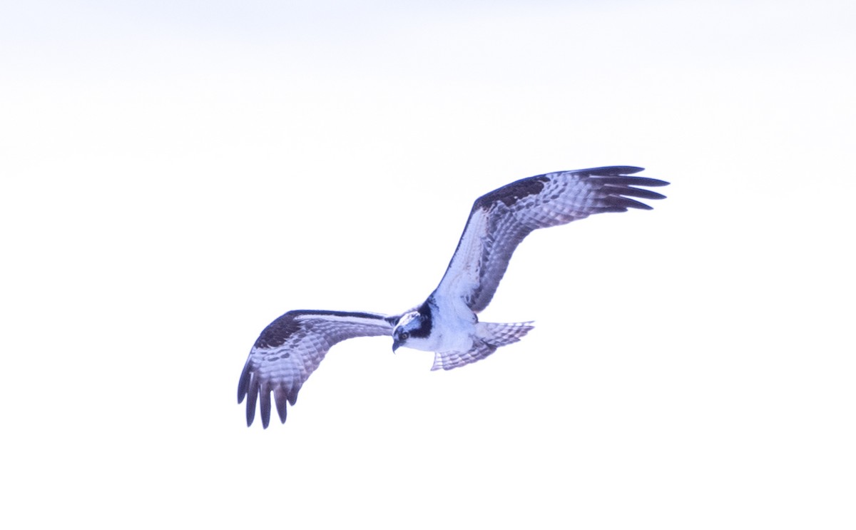 Águila Pescadora - ML439585101