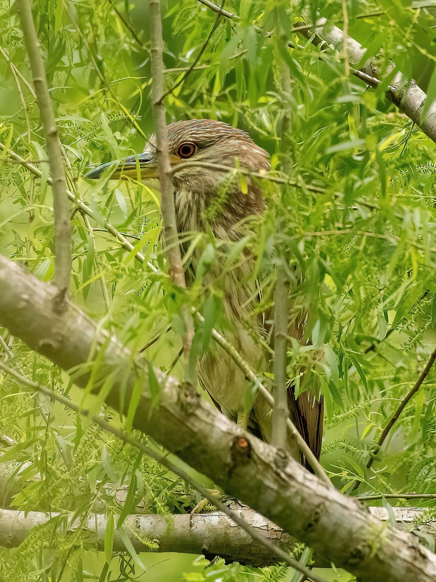 Black-crowned Night Heron - ML439585441