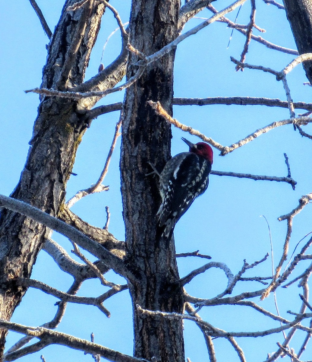 Red-breasted Sapsucker - ML43958611