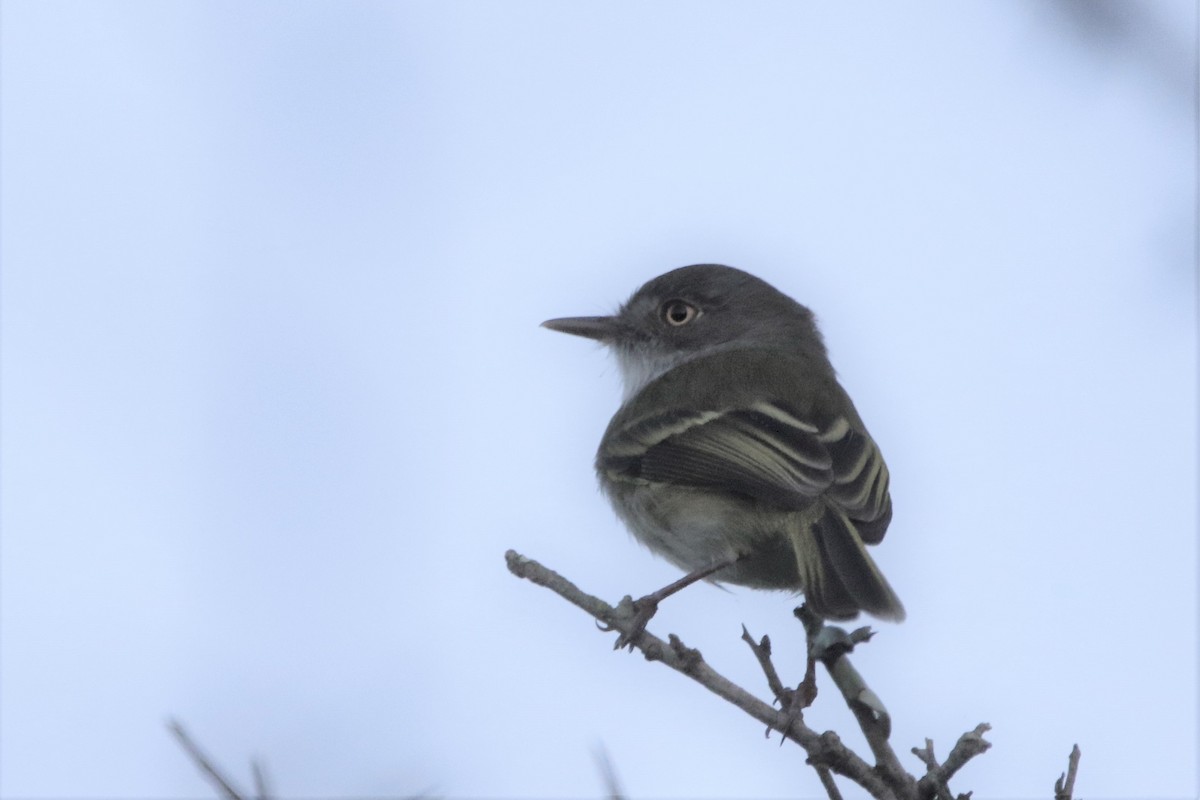 Pearly-vented Tody-Tyrant - Anelisa  Magalhães