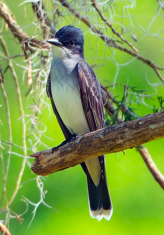 Eastern Kingbird - ML439587111