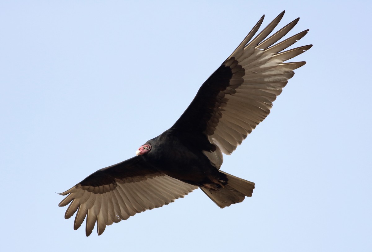 Turkey Vulture - ML43958721