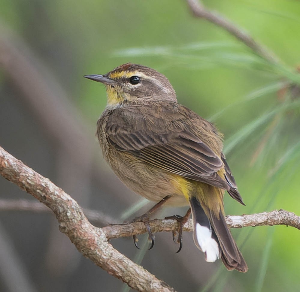 Palm Warbler - ML439587231