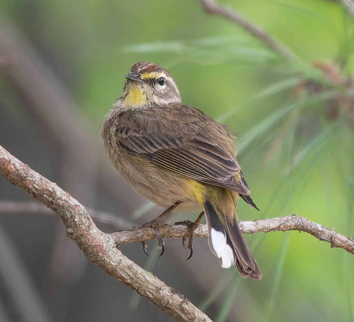 Palm Warbler - ML439587241