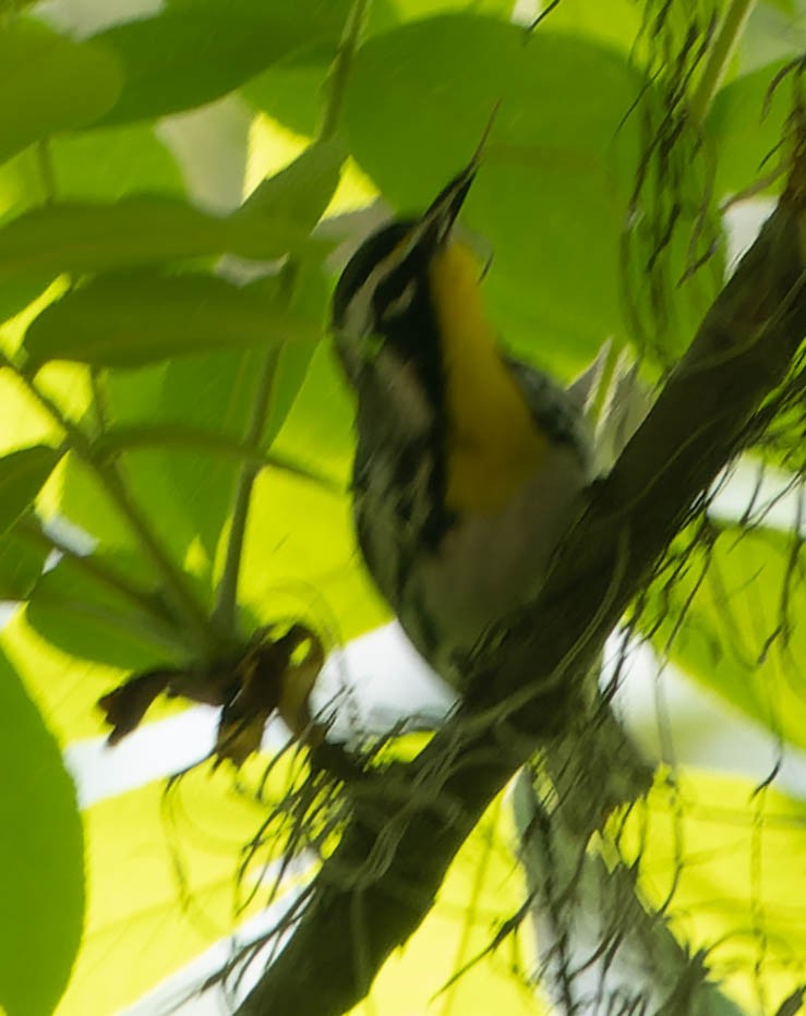 Yellow-throated Warbler - ML439587431