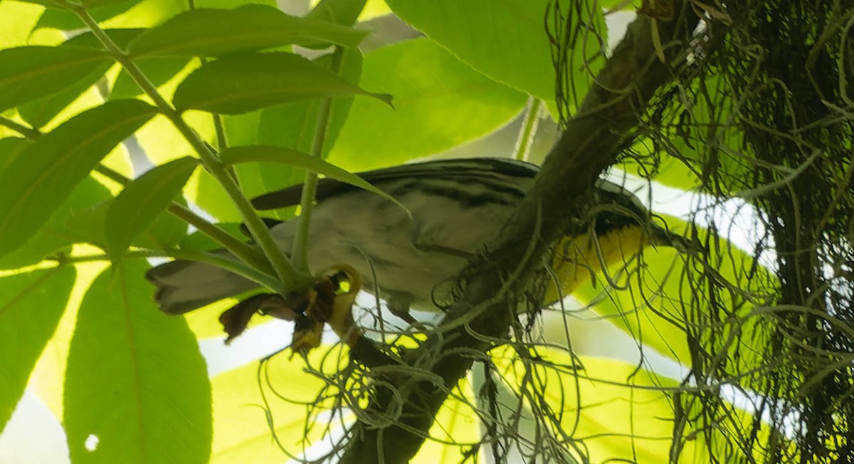 Yellow-throated Warbler - ML439587451