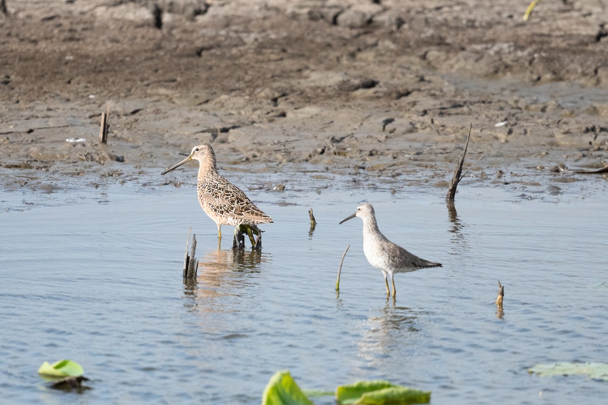 Short-billed Dowitcher - Graham Deese