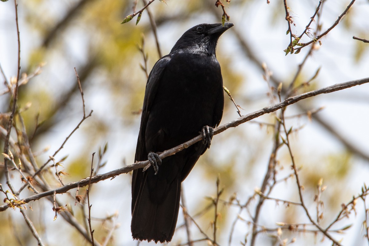 Fish Crow - ML439589571