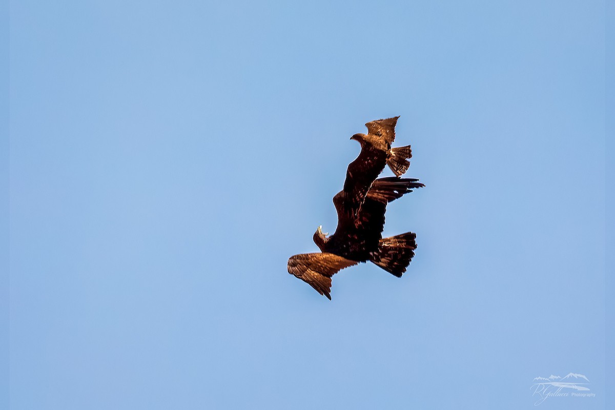 Golden Eagle - ML439590711