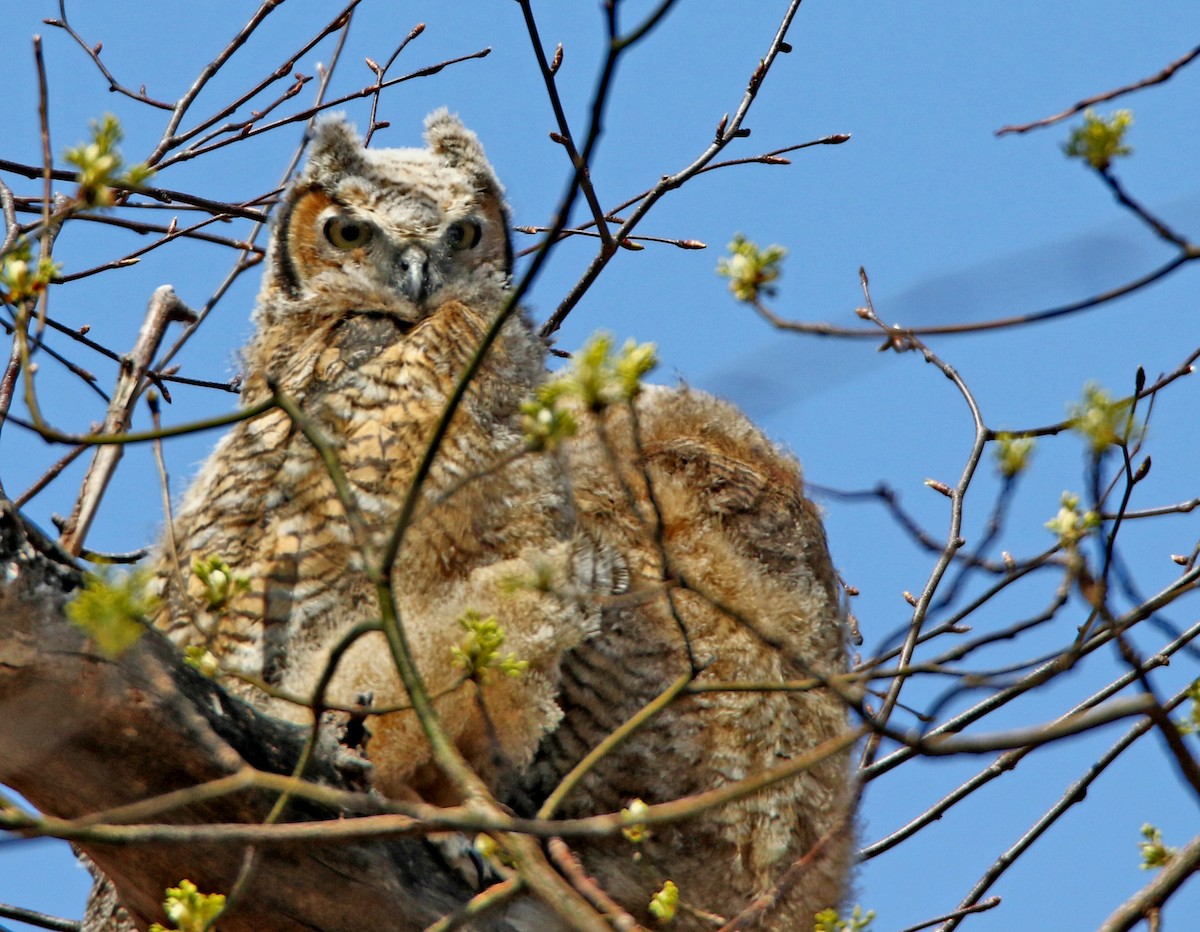 Great Horned Owl - ML439591341