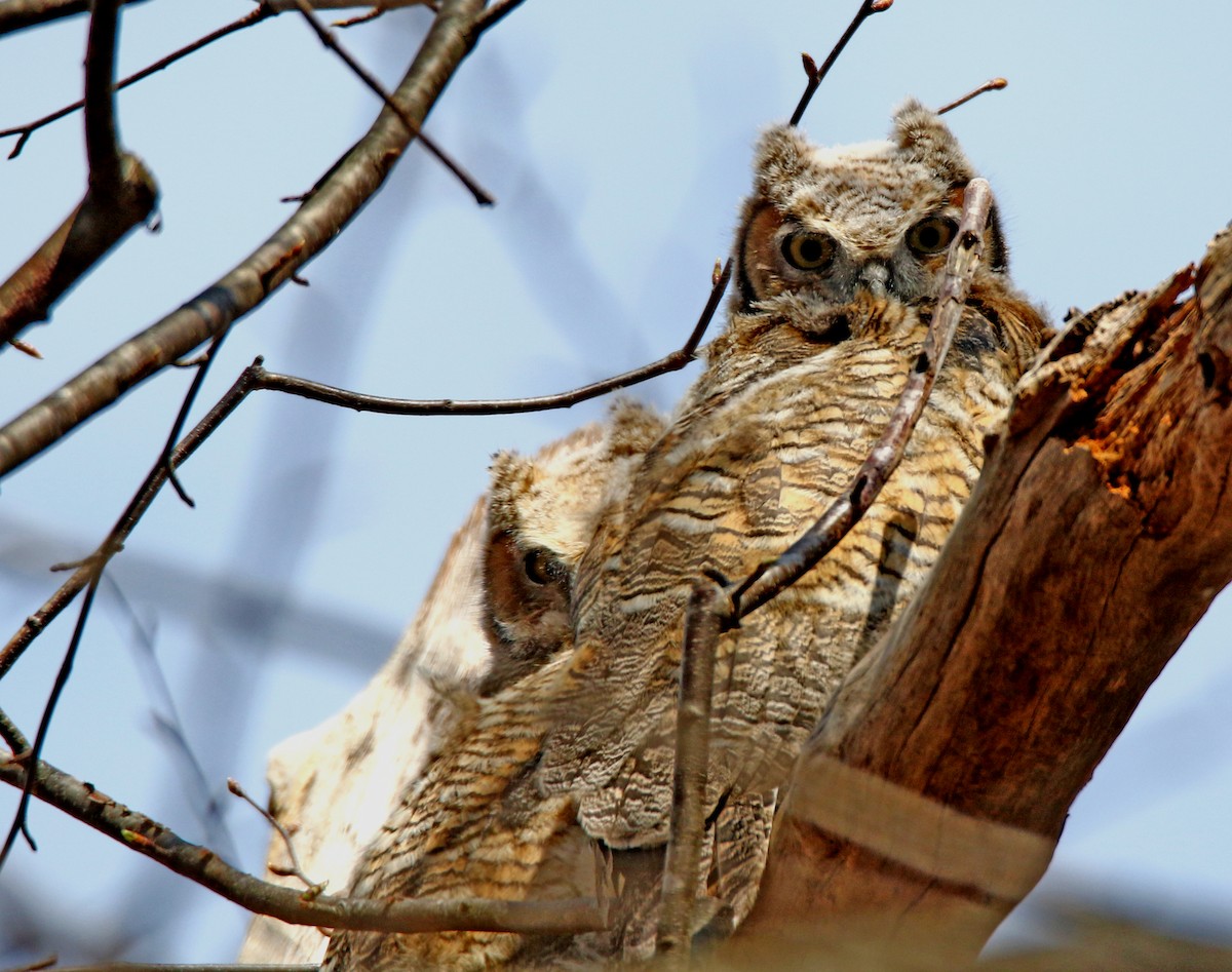 Great Horned Owl - ML439591361
