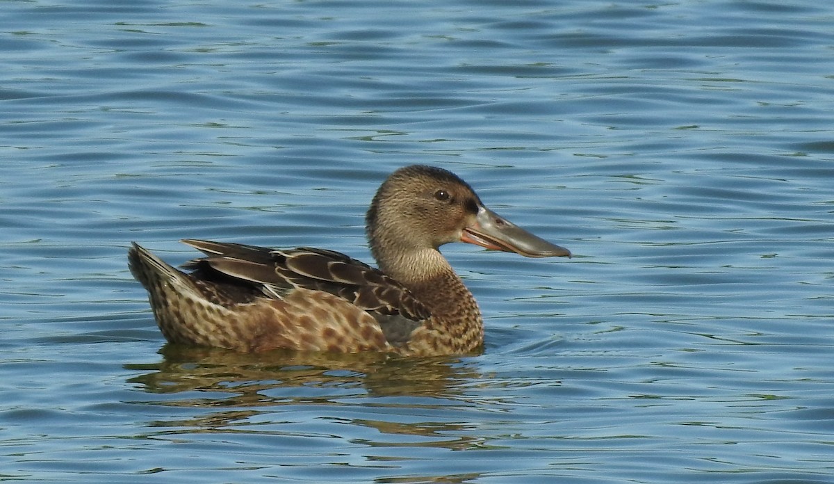 Northern Shoveler - Curtis Combdon