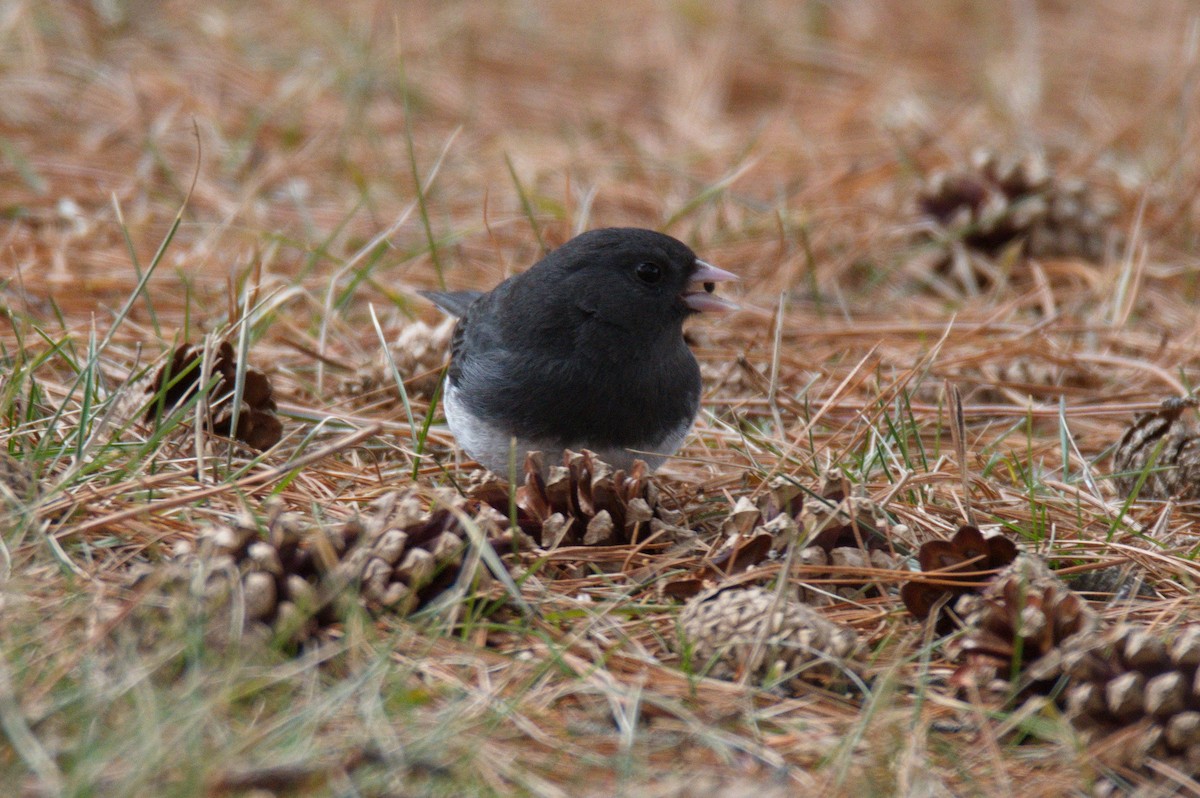 Dark-eyed Junco - Leslie Correia